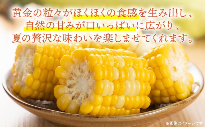 【先行予約】【2025年5月下旬より順次発送】スイートコーン5kg(11本～13本)