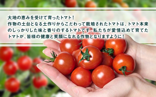 ミニトマト1kg トマト とまと ミニトマト プチトマト 野菜 やさい 旬の野菜 新鮮な野菜 地元産野菜 旬のやさい 新鮮なやさい ご当地 国産 特産品 お取り寄せ ギフト プレゼント 家庭用 食卓 