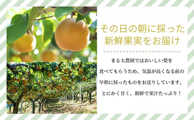 農家直送食べ頃をお届け！豊水梨　約４ｋｇ［2026年8月中旬以降順次発送］  	AZ05