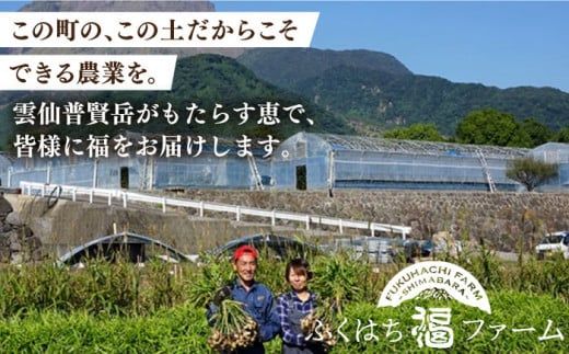【2026年8月～発送】  新生姜 約3kg / ショウガ しょうが 生姜 / 南島原市 / ふくはちファーム [SBS017] 