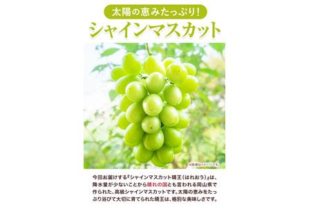 【2025年先行予約】シャインマスカット晴王 はれおう 1房入り(700g以上) 化粧箱入 株式会社山博(中本青果)《2025年8月下旬-10月上旬頃より出荷予定》岡山県 浅口市 ぶどう ブドウ マスカット 大粒 フルーツ 秀品 旬 果物 贈り物 ギフト お取り寄せフルーツ 送料無料---124_c250_8g10j_23_22000_480g---