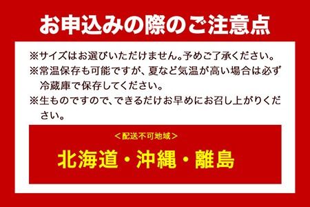 和歌山産 ミニトマト アイコトマト 約2kg SまたはMサイズ サイズ