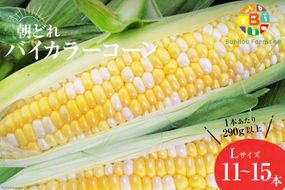 AG034　【令和8年度出荷分】5月下旬から出荷！「朝どれバイカラーコーン！」L×11～15本セット