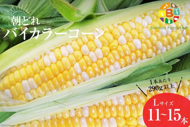 y茧szAG034@yߘa8Nxoוz5{oׁIuǂoCJ[R[IvL×11`15{Zbg