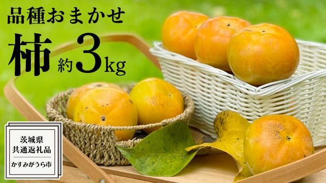 品種おまかせ 柿 約 3kg（ 茨城県共通返礼品：かすみがうら市 ） フルーツ かき カキ 果物 旬 新鮮 期間限定 甘い 国産 [EC005us]