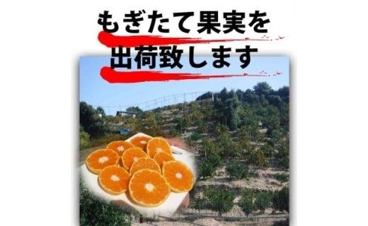 【有田川町】バレンシアオレンジ 4kg バレンシア バレンシャ 和歌山 ブランド 有田みかん ご家庭用  CE026