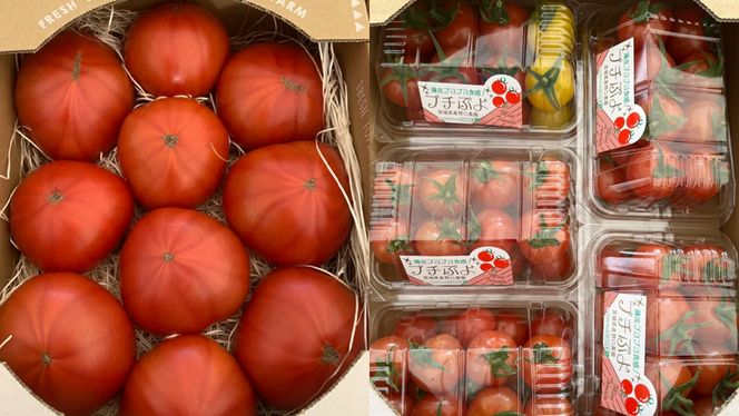 野口農園 ！ ぜいたく トマト ＆ ミニトマト ＆ 中玉 セット （合計 約 3 kg ） トマト ミニトマト プチぷよ フルティカ アイコ 華クイン 新鮮 美味しい 野菜 [J005-NT]