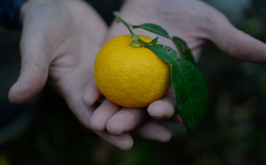 【CF】山神果樹薬草園：柚子のハンドケアセット　