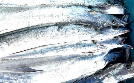 669.漁師の鮮魚箱（約2kg）(A669-2)