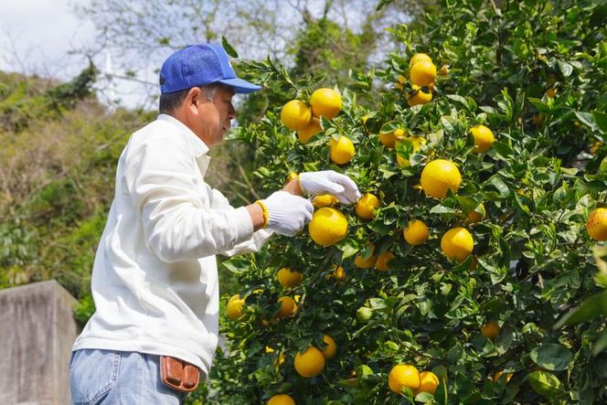 【先行予約】【農家直送】愛媛県産 はるみ 贈答用 4.5kg ｜ 柑橘 蜜柑 みかん ミカン 果物 フルーツ ※2025年1月中旬～2月上旬頃に順次発送予定