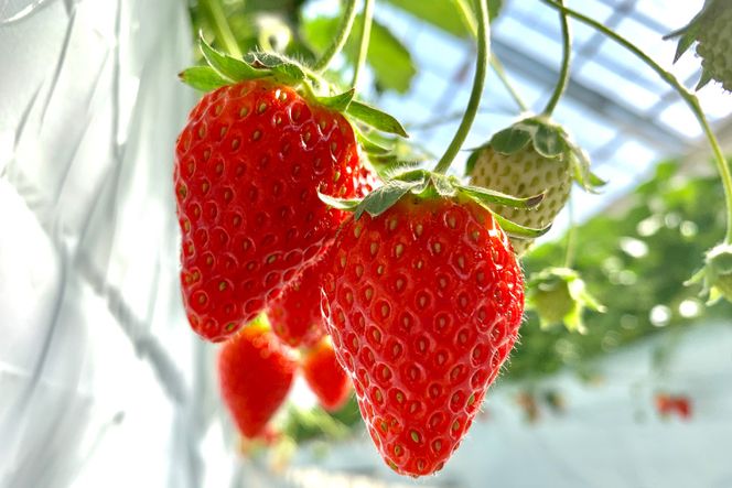 濃厚志宝いちごバタージャム　3個入り [モアショップヤマモト 石川県 宝達志水町 38600604] ジャム バター いちご イチゴ 苺 セット 砂糖不使用