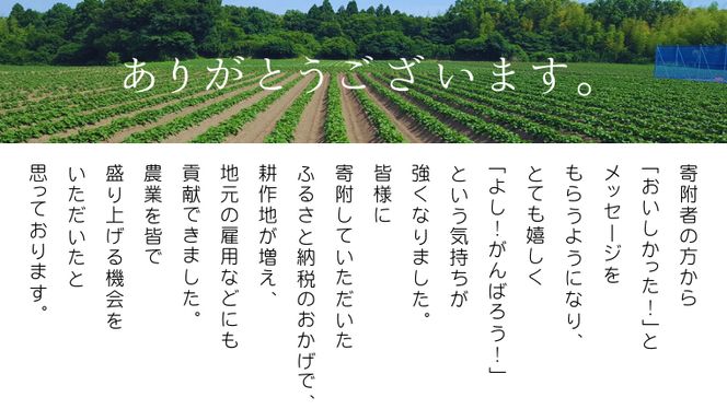 茨城 八千代町産 国産 紅はるか 干し芋 平干し 100g × 4 袋 ( 400g ) ポテト ラボ 特製 ほしいも 干しいも さつまいも お菓子 和菓子 [BW027ya]