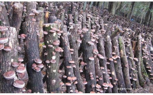 E092 長州乾椎茸セット(ホール35g×2袋＋スライス28g×1袋)