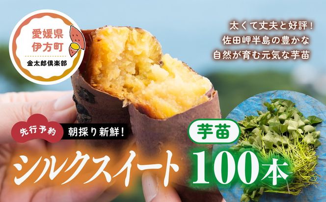 先行予約】朝採り新鮮！シルクスイート 芋苗（100本）| さつまいも 