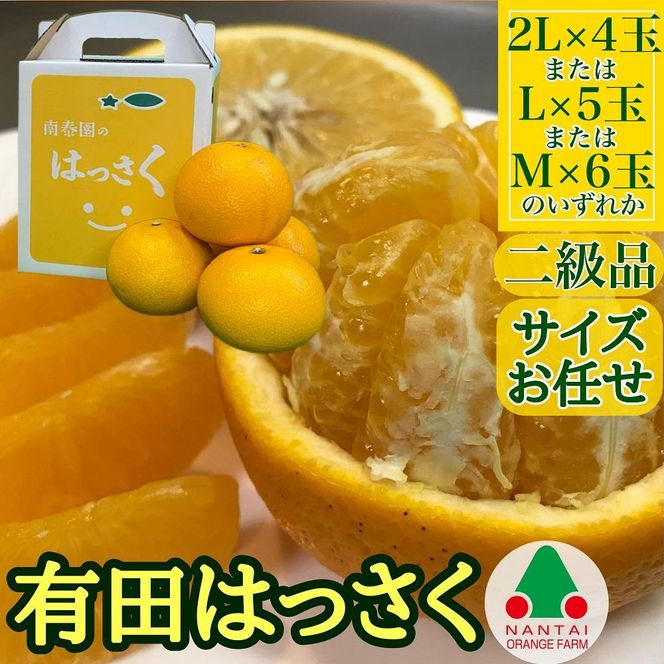 定期便 手さげ箱 セット 中生 有田みかん ＆ はっさく 全2回 南泰園   BS836