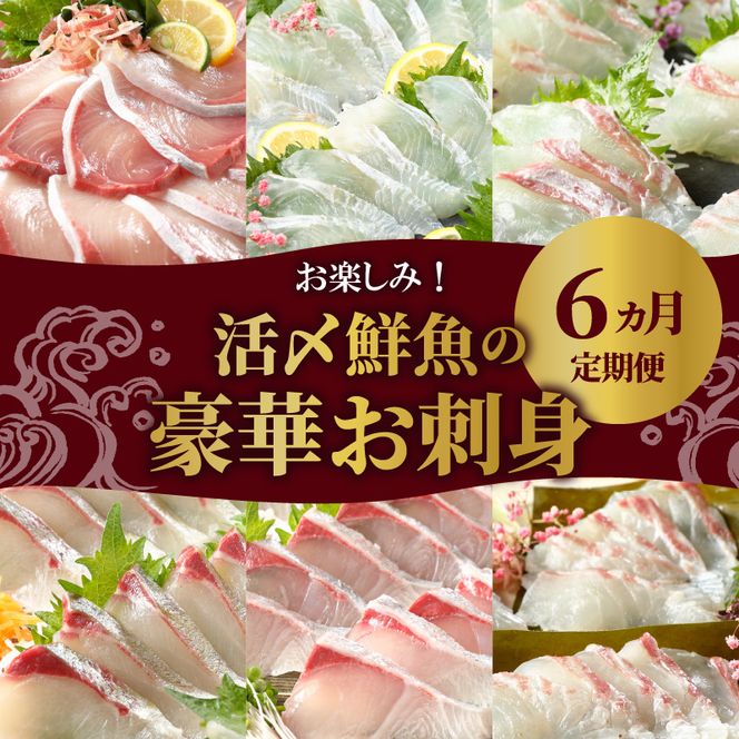 【お楽しみ定期便】延岡産活〆鮮魚の豪華お刺身 （6ヶ月定期便）請関水産　N019-ZF044