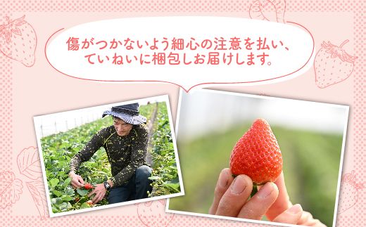 【先行予約】いちご 厳選！さくら市産 とちあいか（290g×4パック） ※2026年1月中旬～3月下旬頃に順次発送予定