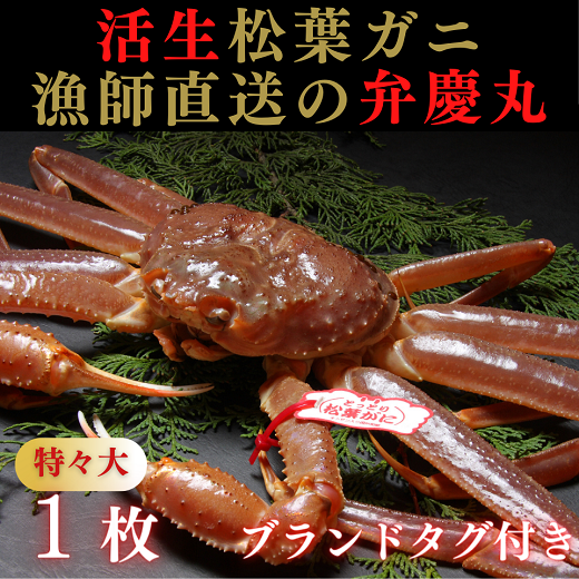 1242 松葉ガニ活生「特々大1枚」ブランドタグ付き(弁慶丸)[到着日指定不可]