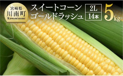 2024年発送 朝どれ！守部さんちのスイートコーン（ゴールドラッシュ）２L　5kg（１４本）【 とうもろこし スイートコーン トウモロコシ スィートコーン 令和6年発送 】 [E6409]