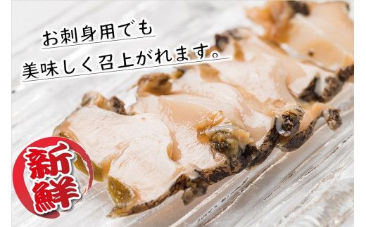 【期間限定11月～12月発送】【配送日・曜日指定不可】活アワビ約500g（4個前後）/約1kg (8個前後)　