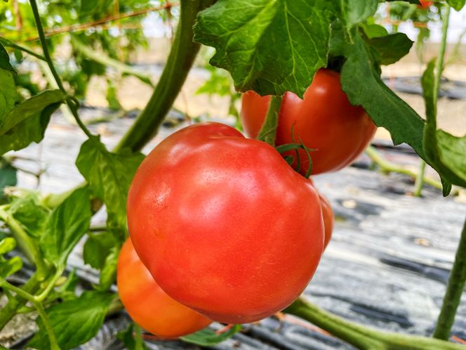 朝採りとまと 4kg｜新鮮 産直 農家 直送 トマト 野菜 埼玉 杉戸 [0204]