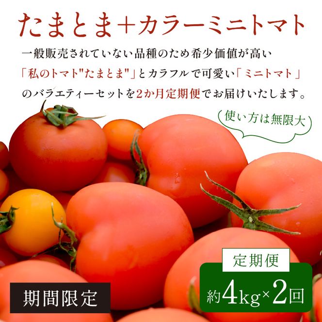 【限定出荷】"たまとま"＋カラーミニトマト(約4kg)[定期便2回]《 野菜 トマト ミニトマト カラートマト 定期 定期便 2回 送料無料 おすすめ 美味しい セット とまと ふるさと納税 》