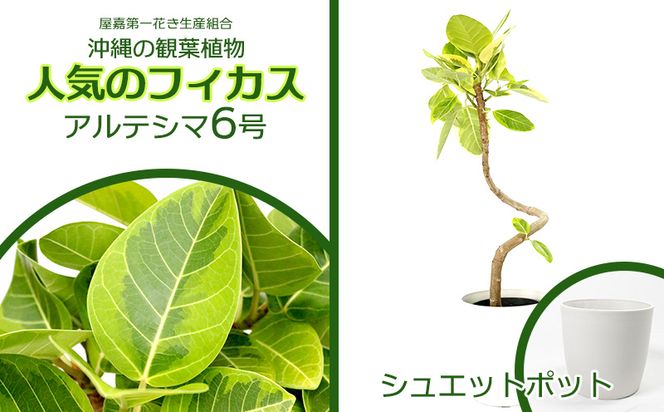 沖縄の観葉植物 人気のフィカス アルテシマ6号 シュエット鉢ポット
