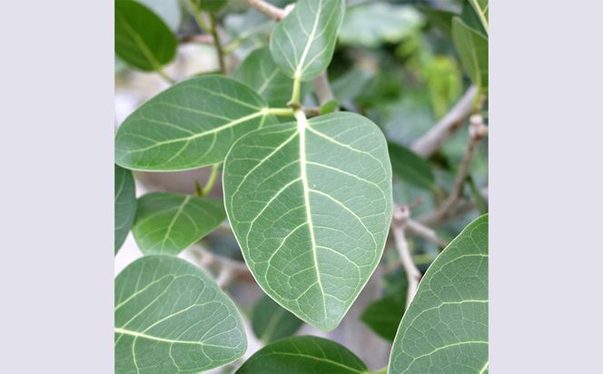 ☆【沖縄の観葉植物】人気のフィカス ベンガレンシス6号