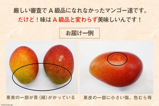 コトウアジアストア様専用 宮崎県産摘果マンゴー ① （2025年夏