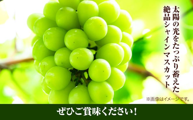 岡山県産シャインマスカット（晴王）1房入り（1房680g以上）（令和8年産先行受付）《2026年9月上旬‐10月下旬頃出荷》 葡萄 ぶどう ブドウ マスカット シャインマスカット 種無し フルーツ 獲れたて【配送不可地域あり】---H-30b---