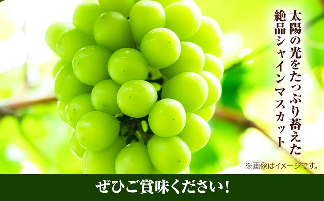 岡山県産シャインマスカット（晴王）1房入り（1房680g以上）（令和7年産先行受付）《9月上旬‐10月下旬頃出荷》 葡萄 ぶどう ブドウ マスカット シャインマスカット 種無し フルーツ 獲れたて【配送不可地域あり】---H-30a---