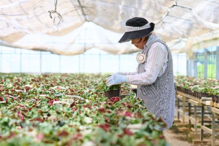 【先行受付11月20日より発送 数量・期間限定】鉢花 シクラメン ピンク6号鉢【シクラメン 冬のギフト ふるさと納税】(H069111)