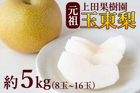 上田果樹園の元祖！玉東梨(旬の品種をお届けします)約5kg(8玉-16玉)熊本県玉名郡玉東町 なし 果物 スイーツ デザート 《7月下旬-9月下旬頃出荷》---sg_cuednasi_p79_r8_14500_5kg---