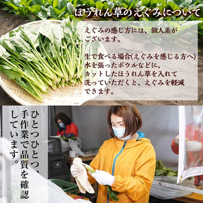 【数量限定】志布志湾ほうれん草(200g×5袋 合計1kg) a1-032