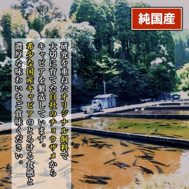 F3-01 純国産フレッシュキャビア(計60g・15g×4種類)＆チョウザメ生スモーク(200g)セット！【小田原養魚】