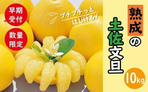 【早期受付・数量限定】熟成の土佐文旦10kg 家庭用 予約 先行受付 大人気 リピーター フルーツ 果物 旬 文旦 ぶんたん ブンタン 土佐文旦 柑橘 オススメ 四万十 しまんと 高知 産地直送 農家直送 【2月下旬より発送】39210-160-0005