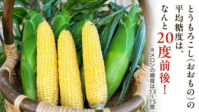 朝採り 農家直送 とうもろこし 6kg 「 おおもの 」【 先行予約2026年7月中旬以降発送】 トウモロコシ スイートコーン コーン 野菜 大粒 大きい 新鮮 甘い 高糖度 サラダ 八千代町産 茨城県産 産地直送  [AX027ya]