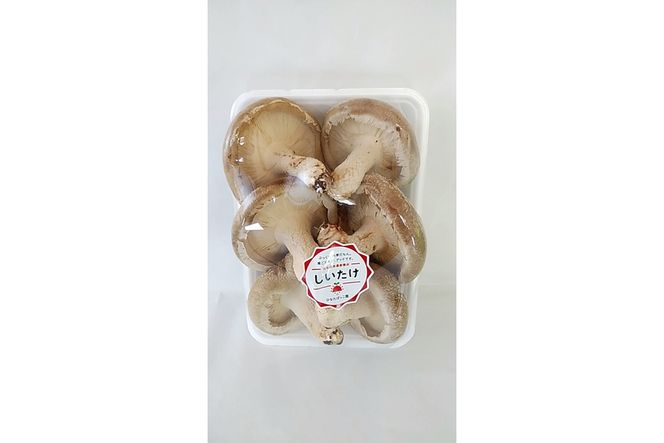 ひなたぼっこ園セット [No.383]