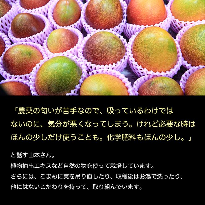 かおる・とろける！土佐マンゴー(2～5個)×１箱 