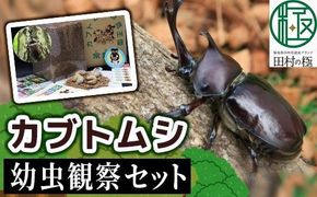 【 2025年発送分 5月31日（土）23:59:00 決済完了分まで！】 カブトムシ 幼虫 観察セット 自由研究 昆虫 成虫 生体 虫 飼育 夏休み 自然 環境 子供 孫 プレゼント 贈答 福島県 田村市 田村 ムシムシランド N002-003