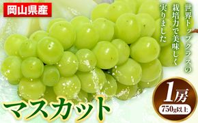 【先行予約】 岡山県産 マスカット 1房 (750g以上) 【配送不可地域あり】 《7月上旬-8月末頃に出荷予定(土日祝除く)》 岡山県 矢掛町 果物 フルーツ ぶどう 葡萄 送料無料---osy_chbf7_af7_25_21500_1---