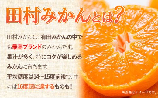 みかん 田村みかん 特選 ギフト 3kg サイズ指定なし 株式会社とち亀物産《11月下旬-1月中旬頃出荷予定(土日祝除く)》和歌山県 日高町 フルーツ くだもの 果物 柑橘 旬 ノーワックス 送料無料 紀伊国屋文左衛門本舗 贈答用---wsh_ttk22_11g1c_25_15000_3kg---