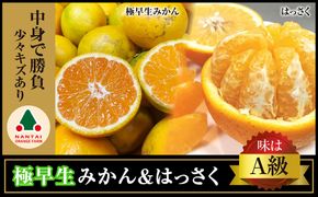 定期便 手さげ箱 セット 極早生 有田みかん ＆ はっさく 全2回 南泰園 みかん 	BS803