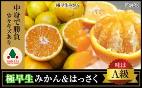 定期便 手さげ箱 セット 極早生 有田みかん ＆ はっさく 全2回 南泰園     BS803