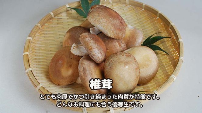 しいたけ 粉末 3袋 セット（各 35g ）（茨城県共通返礼品：城里町） シイタケの粉末 しいたけ 野菜 乾燥 椎茸 きのこ パウダー 手軽 時短 [DY009us]