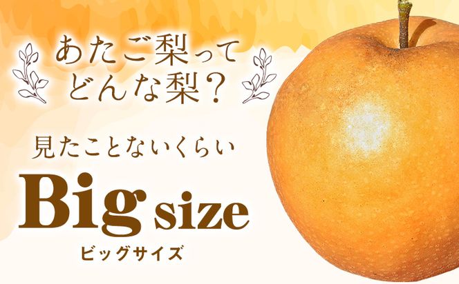【2026年発送先行予約】岡山県産 あたご梨 大玉2玉（950g以上）【配送不可地域あり】 《2026年11月下旬-12月下旬頃に出荷予定(土日祝除く)》 岡山県 矢掛町 なし 梨 果物---osy_hbf27_p11_26_14000_2---