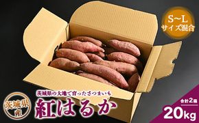 生芋　20kg　S～Lサイズ混合　2箱 いも長 | さつまいも いも 生いも 紅はるか 国産 ※着日指定不可 ※離島への配送不可 ※2025年12月下旬頃より順次発送予定