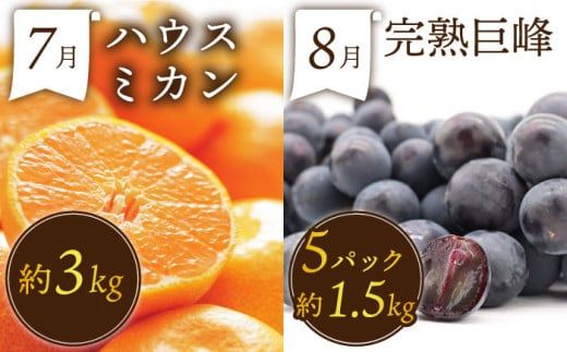 【12回コース】果物屋が選ぶ旬のフルーツ定期便 いちご メロン びわ みかん 梨 柿 など / 南島原市 / 贅沢宝庫 [SDZ023]