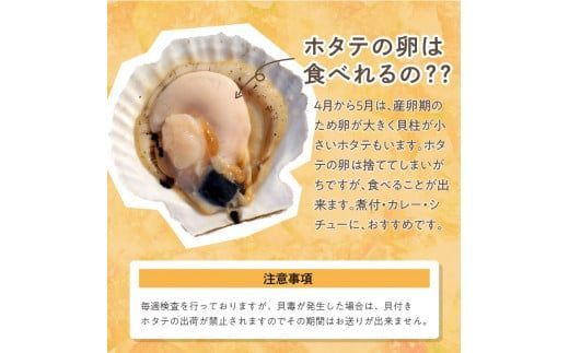 【予約：2026年4月から順次発送】とれたて新鮮！オホーツク海産 活ホタテ貝 4kg 15～35枚 ( 魚介 海鮮 貝 帆立 ほたて ホタテ 4キロ カレー シチュー 肉厚 )【114-0048-2026】