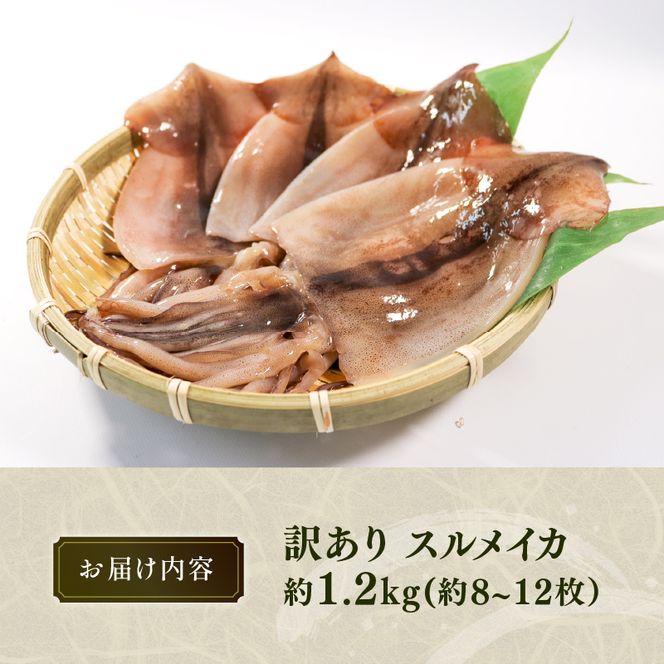 訳あり スルメイカ 1.2kg 8〜12枚入 いか スルメイカ 海鮮 魚貝類 魚介類 おつまみ 開き お酒のあて 煮物 おかず ご飯 白米 三陸産 岩手県 大船渡市 [56500643]